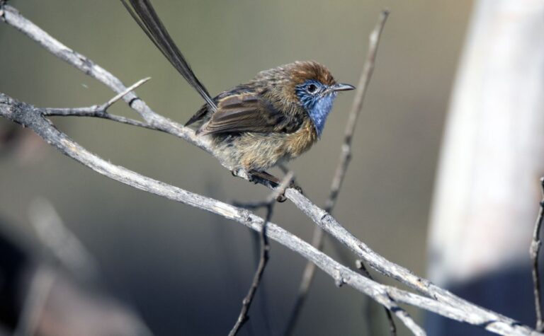 First Option Bank Is Creating Safe Havens For Endangered Species