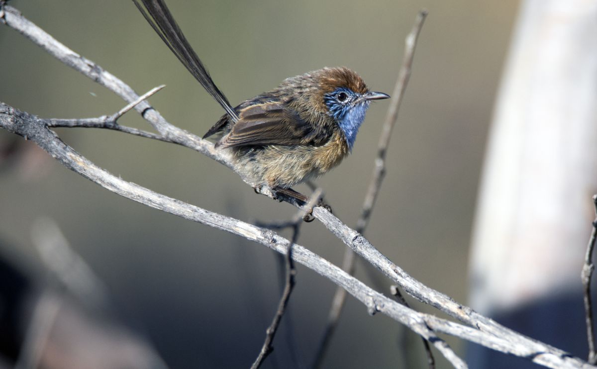 First Option Bank Is Creating Safe Havens For Endangered Species