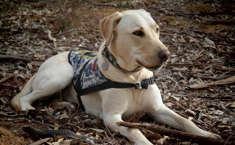 How Defence Bank Helped Michael Meet Lola