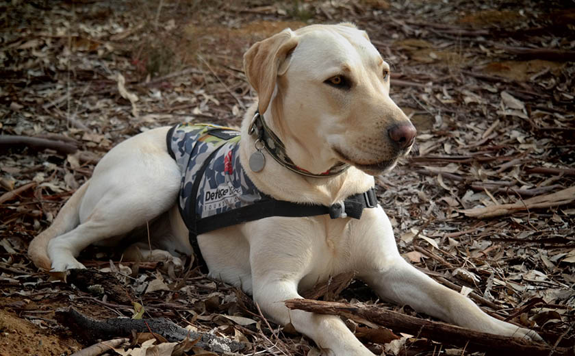 How Defence Bank Helped Michael Meet Lola